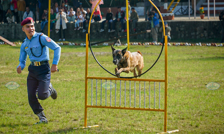 dog