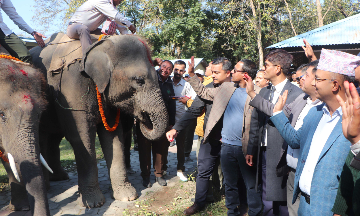 कतार पठाउन लागिएको दुई हात्तीको चितवनबाट बिदाइ